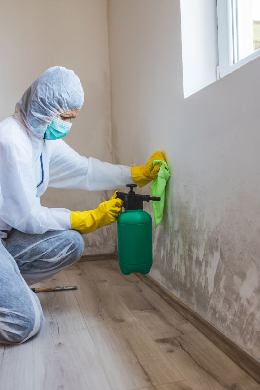 mold inspection and removal