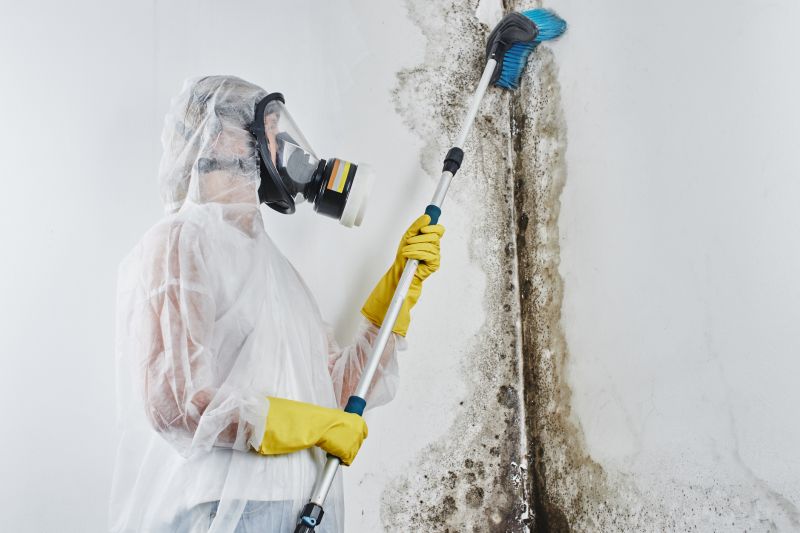 mold inspection and removal