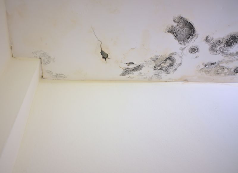 Attic Mold Removal in Broward County, FL