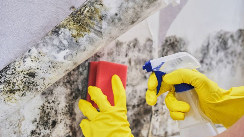 Garage Mold Remediation in Broward County, FL