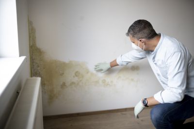 Mold Inspection And Removal