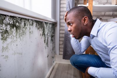 Mold Inspection And Removal
