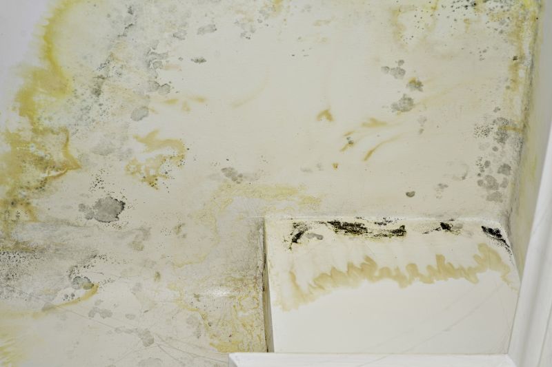 Mold Mitigation Service in Broward County, FL