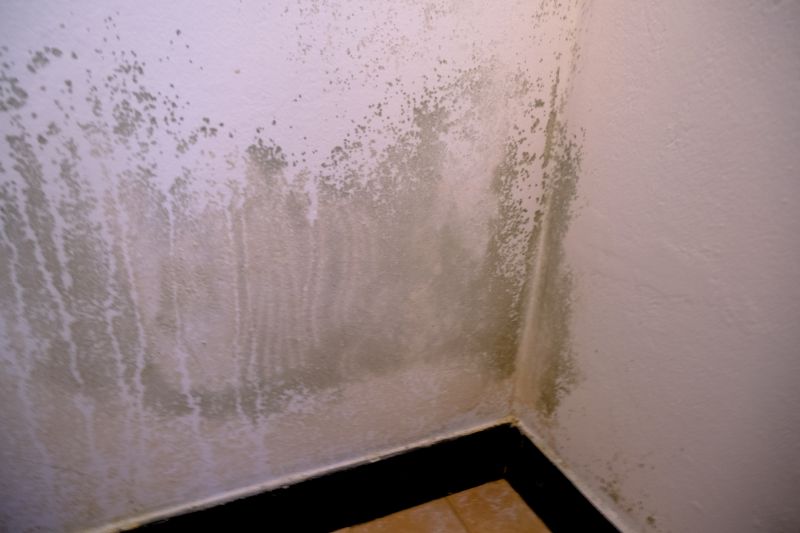 Mold Removal in Fort Lauderdale, FL