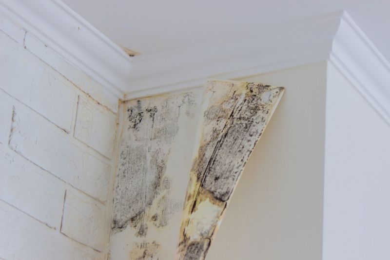 Mold Treatment Service in Boca Raton, FL