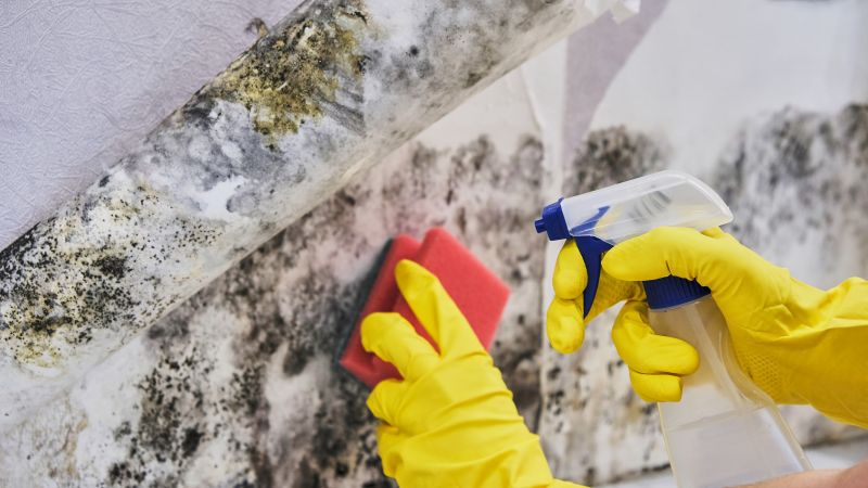 Mold Treatment Service in Frisco, TX